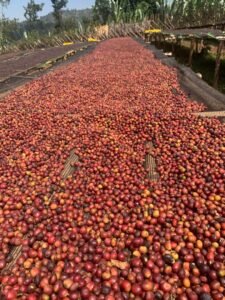 farm in Yergacheffee coffee bed Café etíope sostenible