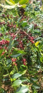 farm in Yergacheffee coffee bed Café etíope sostenible